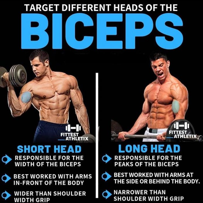 How To Biceps Workout | Guide & Tips