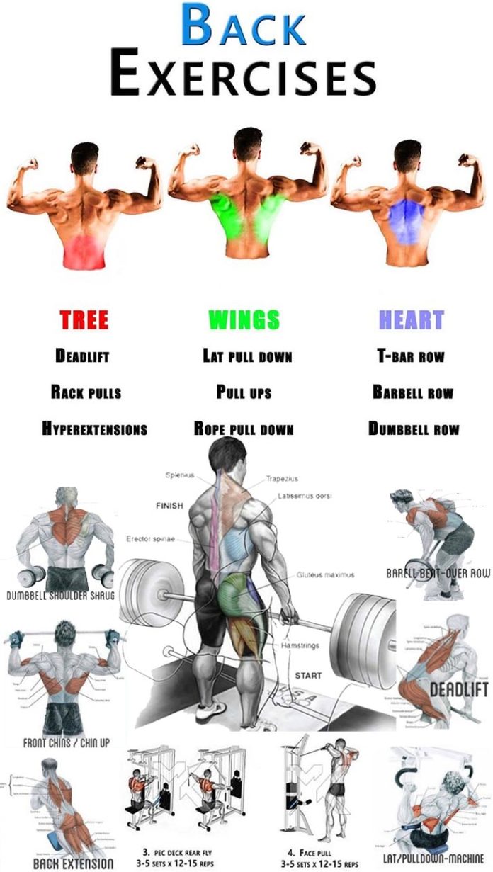 Top Best Back Exercises 