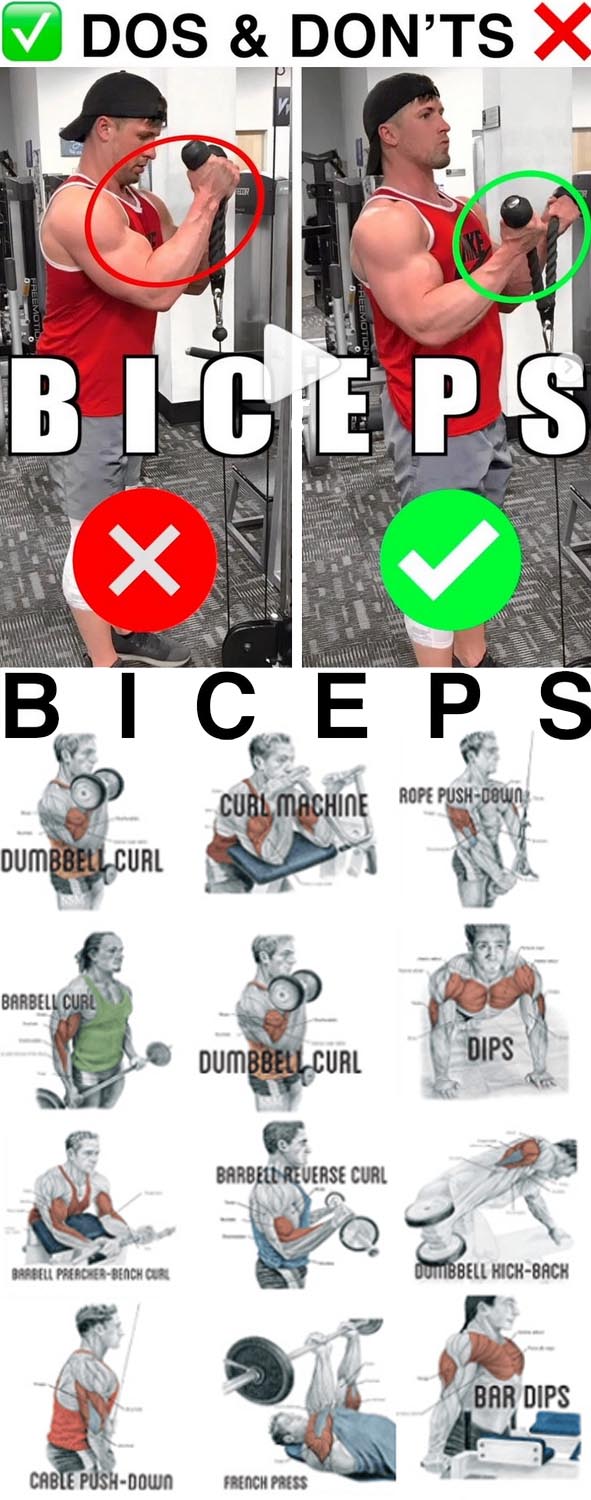 Biceps & Triceps Guide