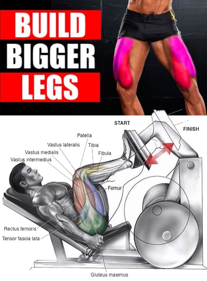BUILD BIGGER LEGS EXERCISES GUIDE