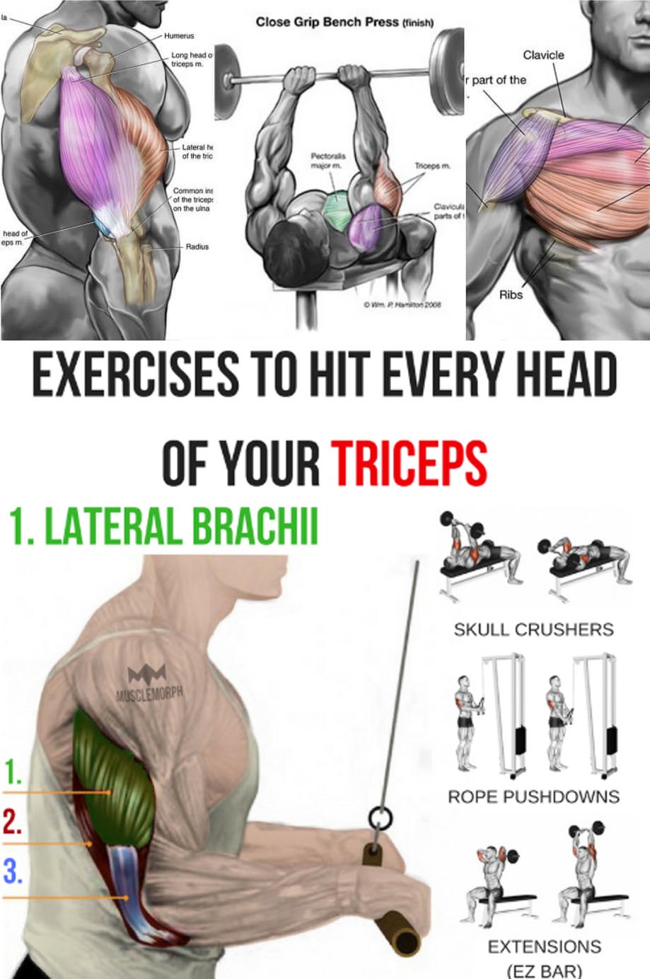 How to Tricep Workout