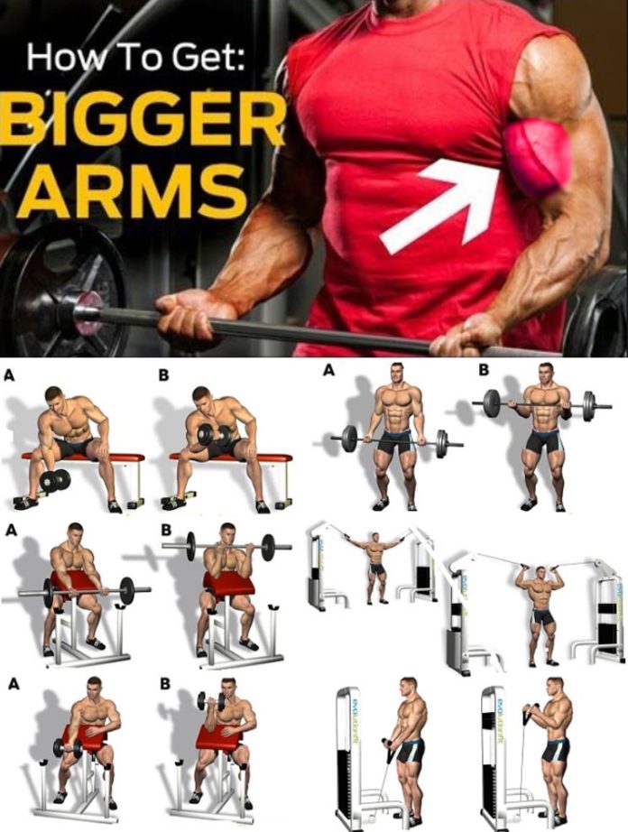 TUTORIAL BICEPS WORKOUT | GUIDE