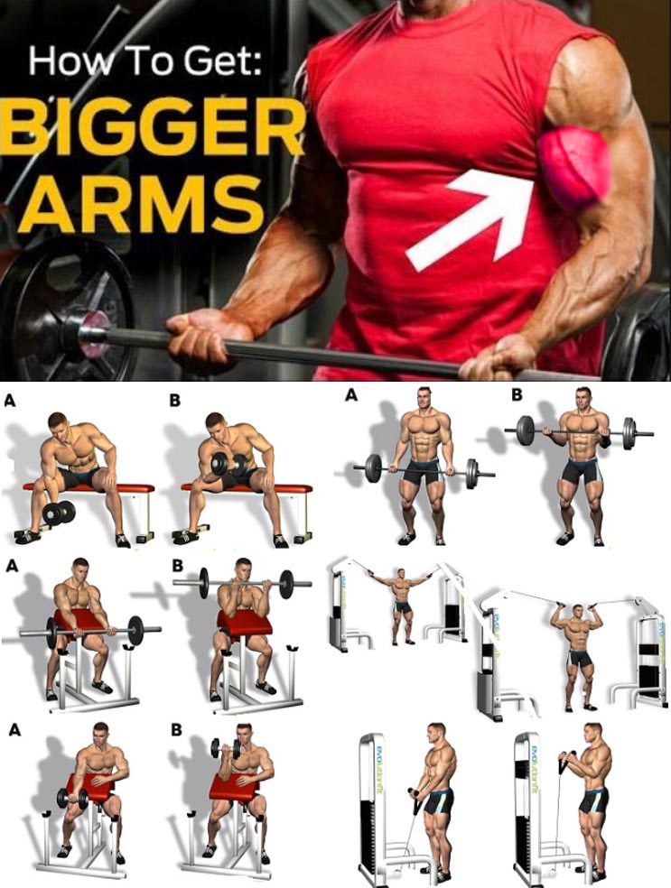 How to Get Bigger Arms