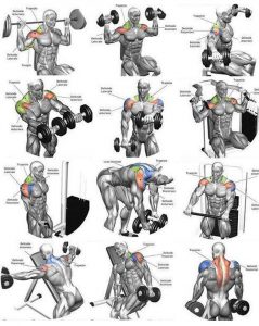 TUTORIAL SHOULDER EXERCISES | GUIDE