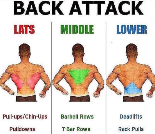🚨BACK EXERCISES TUTORIAL | GUIDE