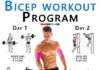 Biceps Curl Workout Program