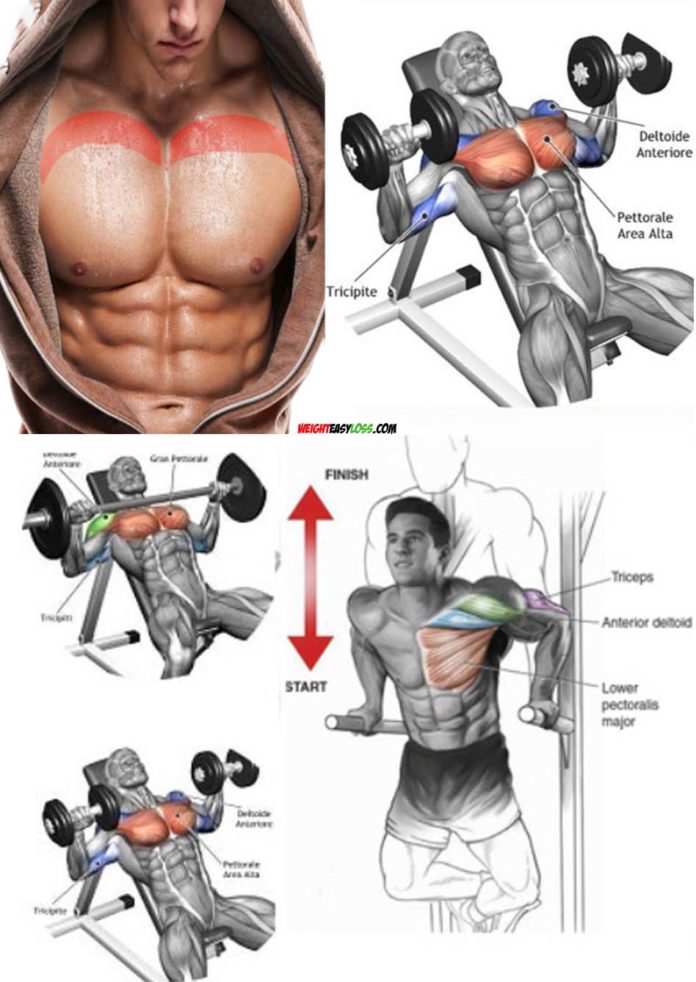 Upper Chest Tutorial 