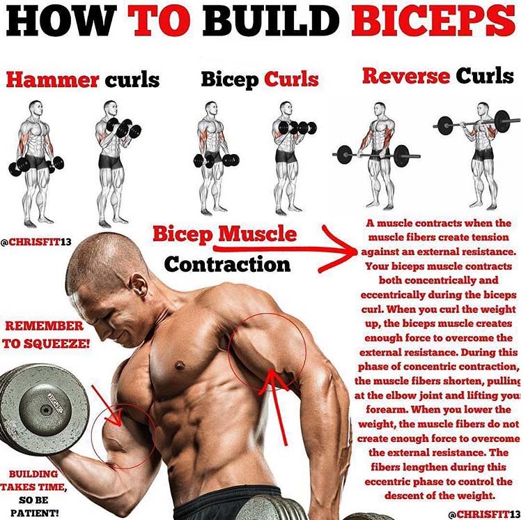 How to Build Biceps
