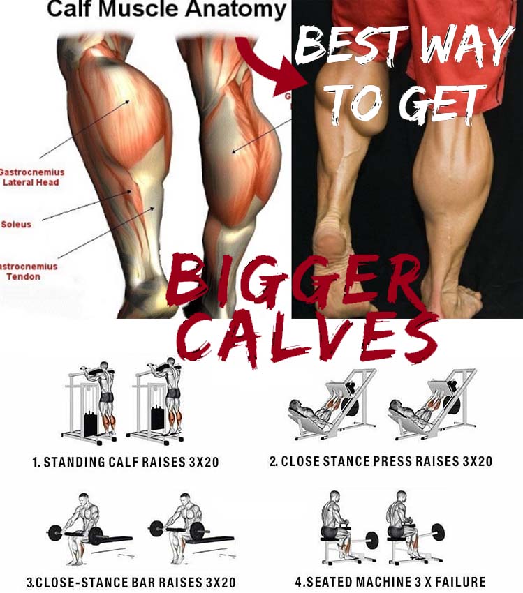 Build Calf Muscle Anatomy