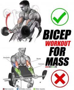 Tutorial Preacher Biceps Curl, Tips & Training Guide - weighteasyloss.com