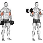 Supinated Dumbbell Curl