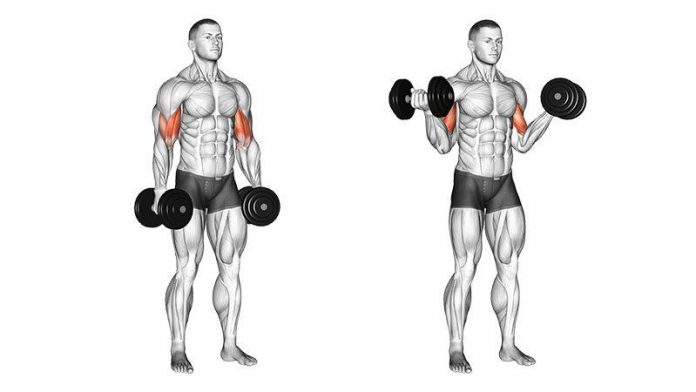 How to Do Dumbbell Curl: Techniques, Tutorial - Program Workout