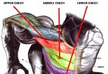chest anatomy when you'r doing chest dips