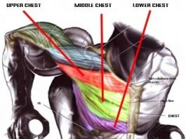 chest anatomy when you'r doing chest dips