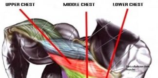 chest anatomy when you'r doing chest dips