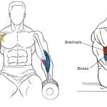 the structure of the shoulder muscles