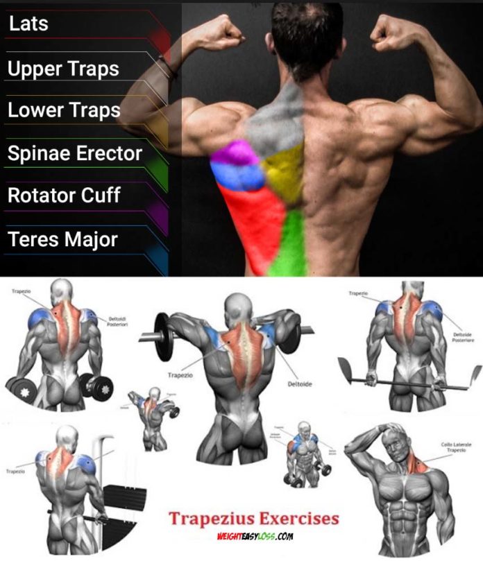 Best Exercises to Build Monster Traps