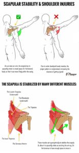 SCAPULAR STRENGTH & SHOULDER INJURIES