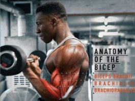 💪🏻The Biceps & Brachii Training