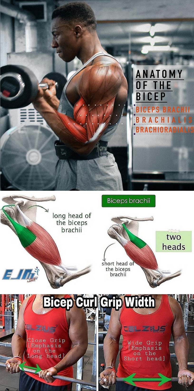 The Biceps & Brachii Training