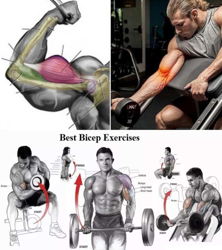 The Biceps And Brachii Training