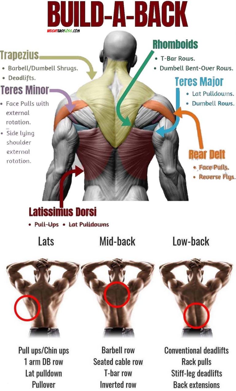 5 Day Best Back Exercises At Home Reddit for Gym