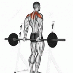 Behind the Back Barbell Shrug