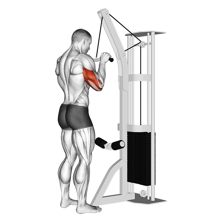 Triceps cable rope pushdown