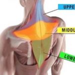 trapezius muscle