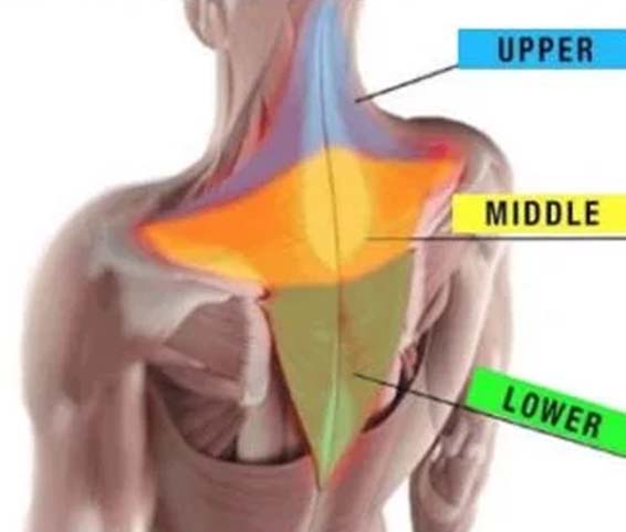 The structure of the trapezius muscle