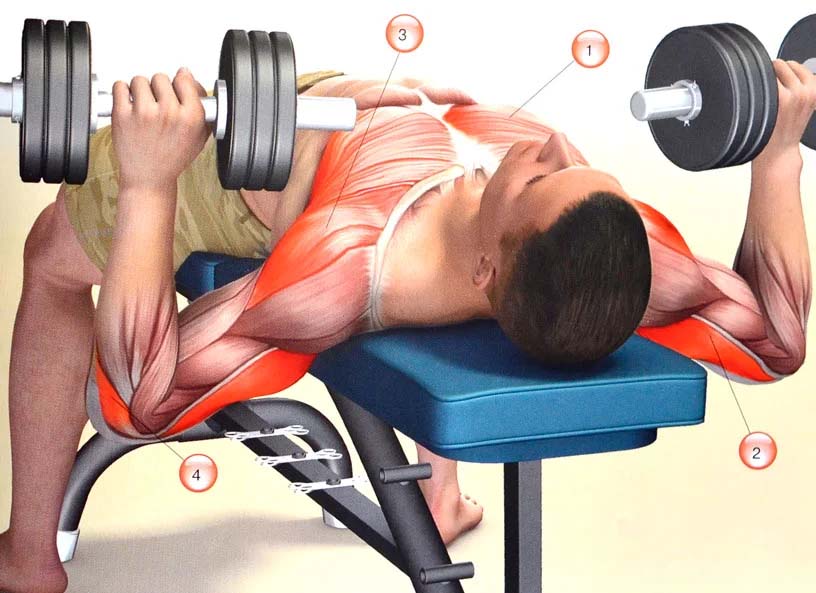 how to do workout bench press 