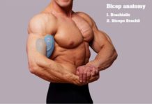 Do you want bigger biceps?