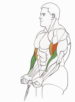 How to Do Cable Curl