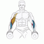Dumbbell Curls