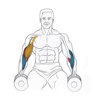 How to Do Dumbbell Curls