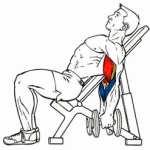 Incline Dumbbell Curls