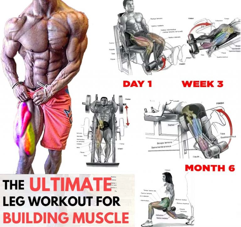 Best MuscleBuilding Leg Exercises Tips