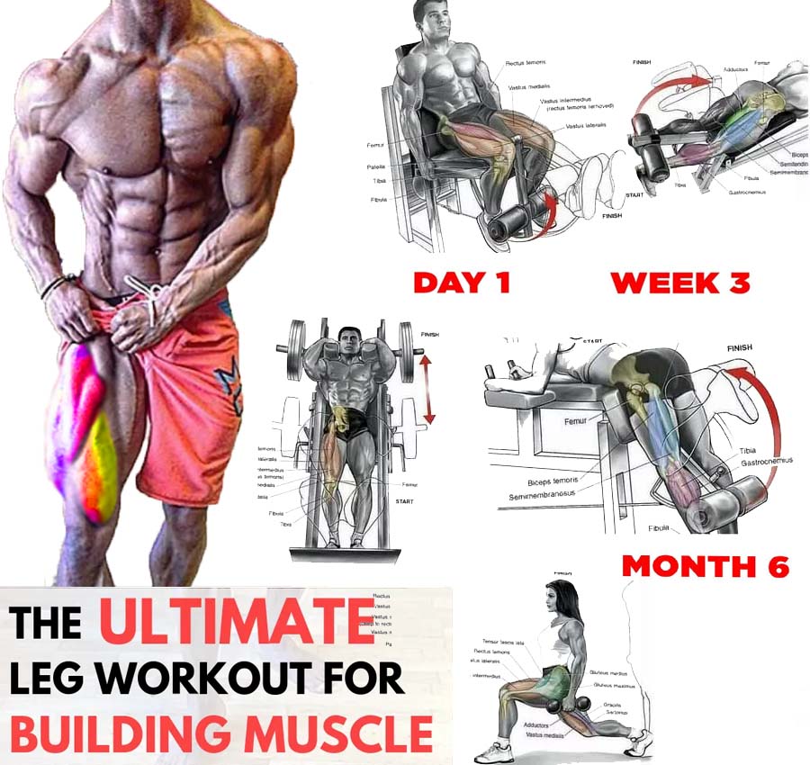 Best leg muscle exercises