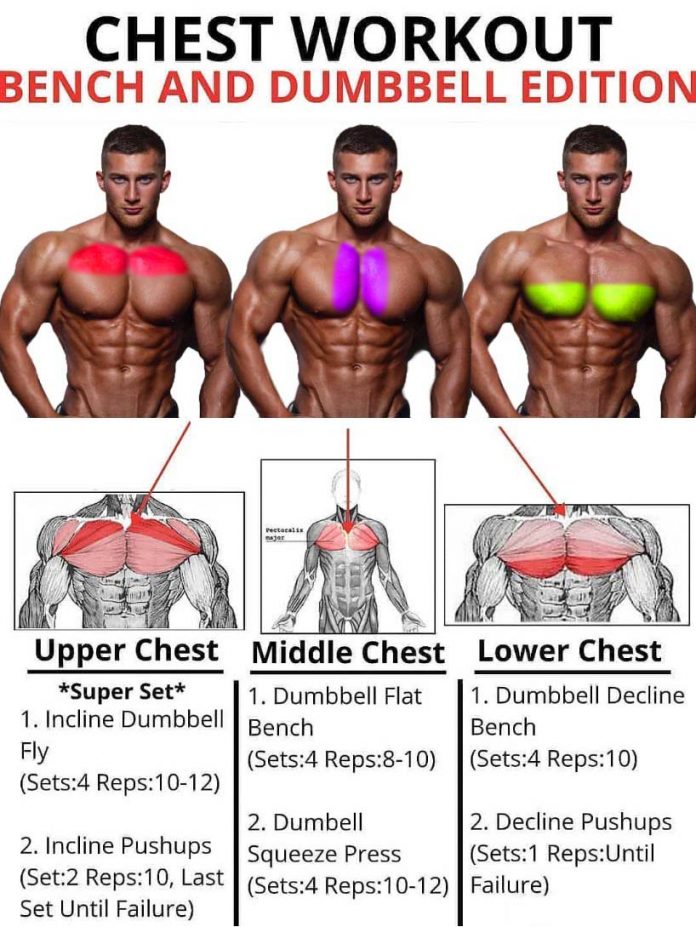 The Pectoral Muscles Program