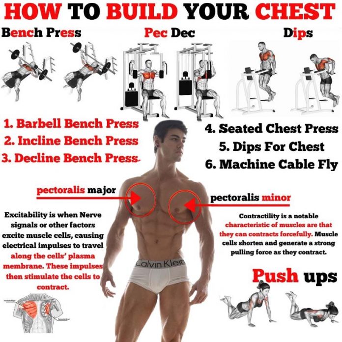 How to Build Chest | Tips