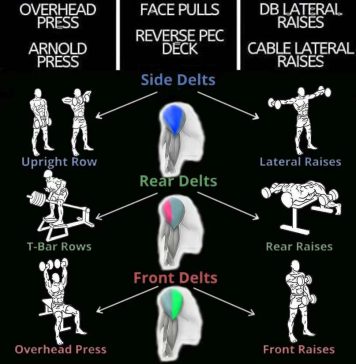 The 3 Best Shoulder Exercises | Training Programs Gym Shoulder Exercises