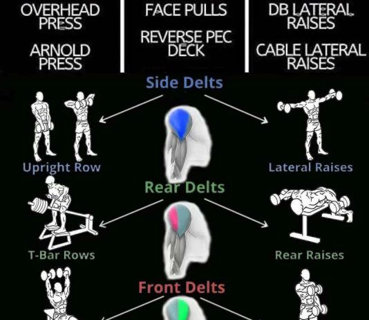 Shoulder Exercises