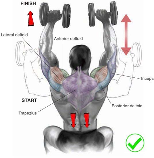 Seated Shoulder Press Exercises