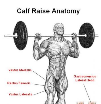 How to Standing Calf Raises with Barbell | Exercise & Guide calves raises