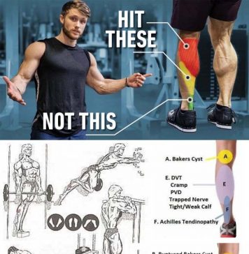 The Calf muscles: Anatomy and Function The calf muscles: anatomy and function