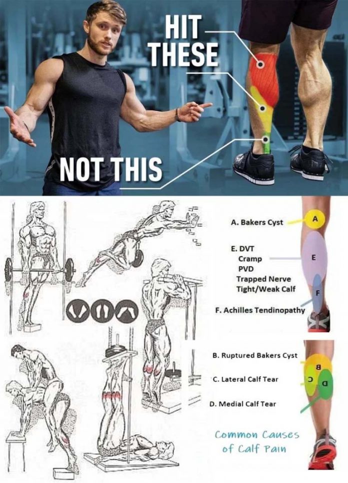 The Calf muscles Anatomy and Function