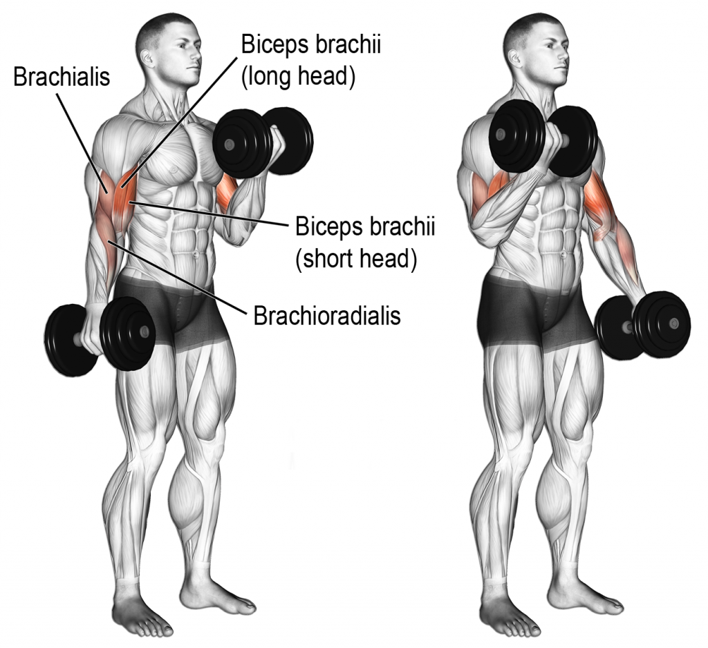The Best Outer Biceps Exercises Benefits Tutorial Routine