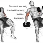 Incline Dumbbell Сurl
