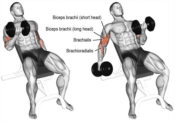 How To Do Dumbbell Curl: Techniques, Tutorial - Program Workout