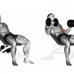 Seated Biceps Curl